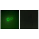 Immunofluorescence - Anti-LRAT Antibody (C10219) - Antibodies.com