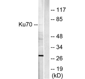 Western Blot - Anti-Ku70 Antibody (C0253) - Antibodies.com