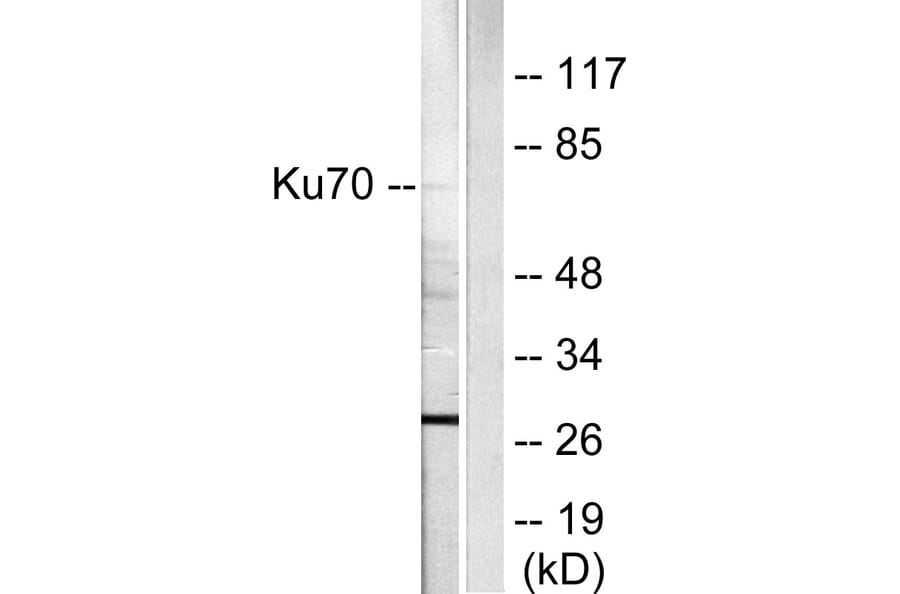 Western Blot - Anti-Ku70 Antibody (C0253) - Antibodies.com