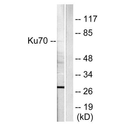 Western Blot - Anti-Ku70 Antibody (C0253) - Antibodies.com