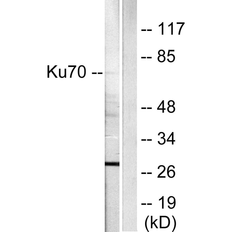 Western Blot - Anti-Ku70 Antibody (C0253) - Antibodies.com