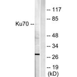 Western Blot - Anti-Ku70 Antibody (C0253) - Antibodies.com