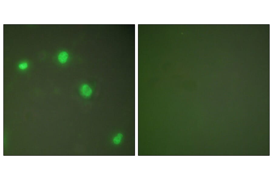 Immunofluorescence - Anti-Ku70 Antibody (C0253) - Antibodies.com