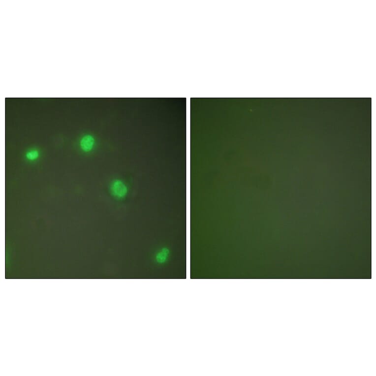 Immunofluorescence - Anti-Ku70 Antibody (C0253) - Antibodies.com