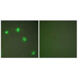 Immunofluorescence - Anti-Ku70 Antibody (C0253) - Antibodies.com