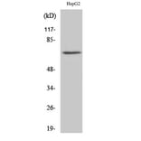 Western Blot - Anti-Ku70 Antibody (C0253) - Antibodies.com