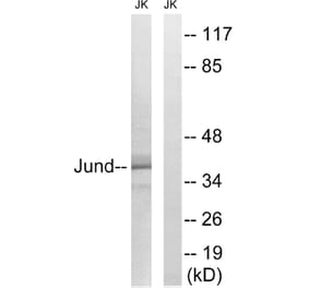 Western Blot - Anti-JunD Antibody (B7137) - Antibodies.com