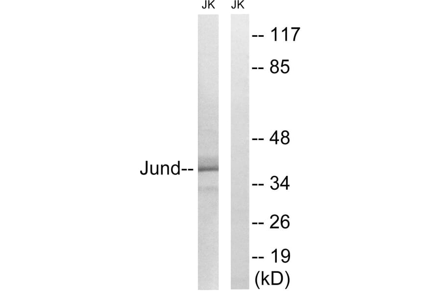 Western Blot - Anti-JunD Antibody (B7137) - Antibodies.com