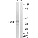 Western Blot - Anti-JunD Antibody (B7137) - Antibodies.com