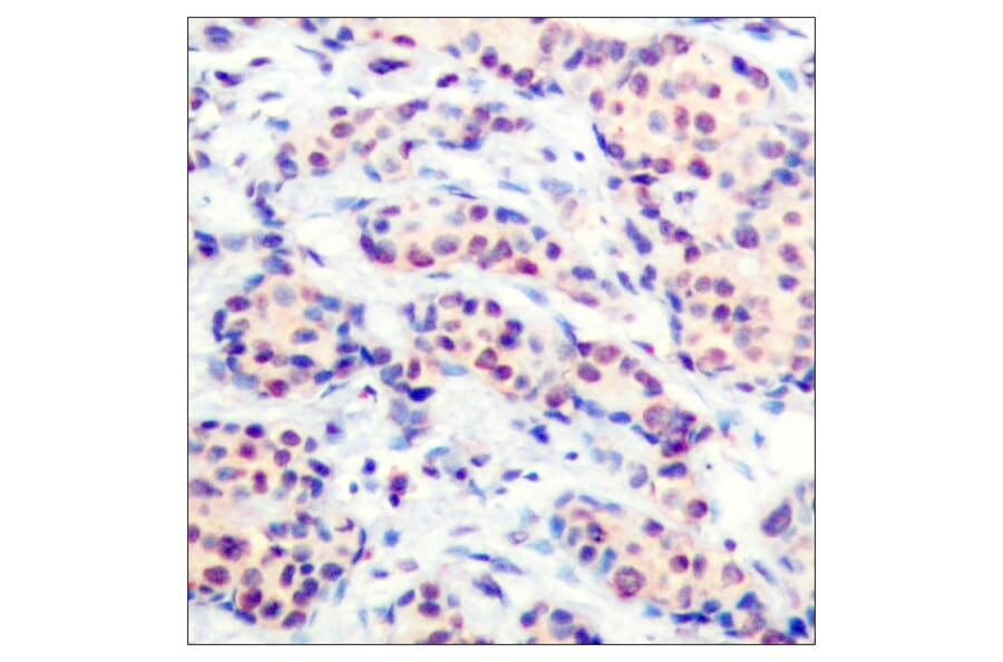 Immunohistochemistry - Anti-JunD Antibody (B7137) - Antibodies.com