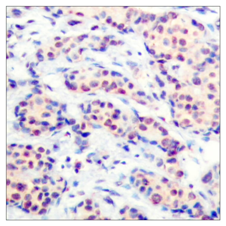 Immunohistochemistry - Anti-JunD Antibody (B7137) - Antibodies.com