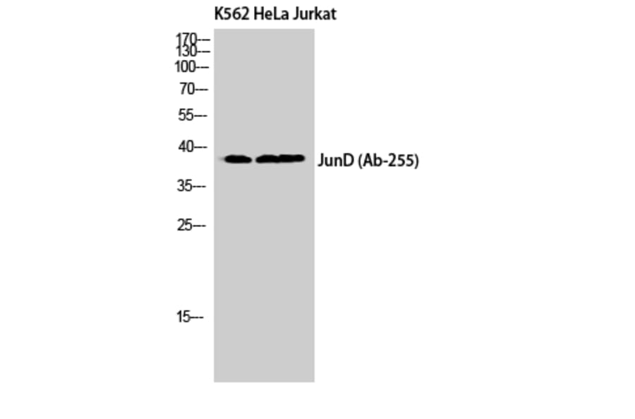 Western Blot - Anti-JunD Antibody (B7137) - Antibodies.com
