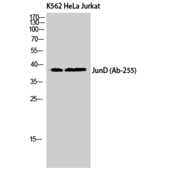 Western Blot - Anti-JunD Antibody (B7137) - Antibodies.com
