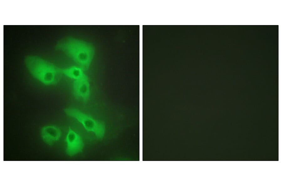 Immunofluorescence - Anti-JIP2 Antibody (C10973) - Antibodies.com