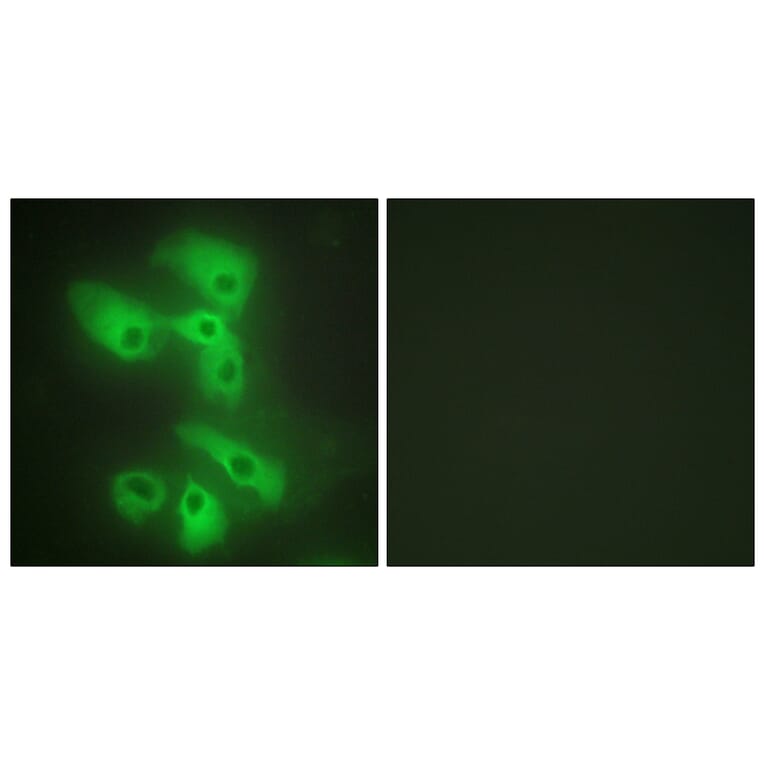 Immunofluorescence - Anti-JIP2 Antibody (C10973) - Antibodies.com