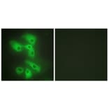 Immunofluorescence - Anti-JIP2 Antibody (C10973) - Antibodies.com