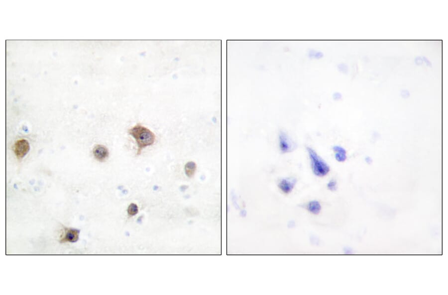 Immunohistochemistry - Anti-JIP2 Antibody (C10973) - Antibodies.com