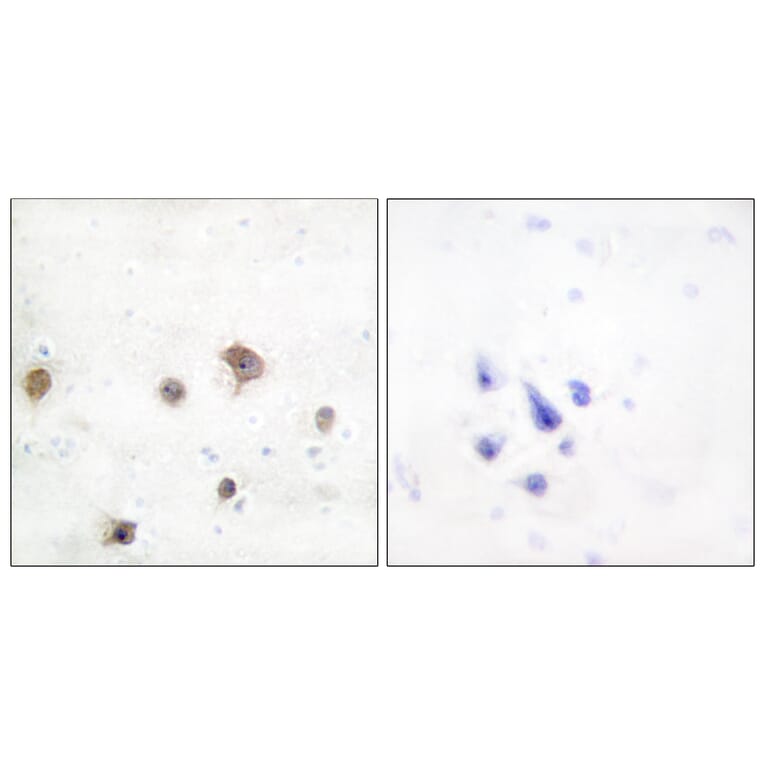 Immunohistochemistry - Anti-JIP2 Antibody (C10973) - Antibodies.com