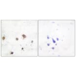 Immunohistochemistry - Anti-JIP2 Antibody (C10973) - Antibodies.com