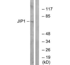 Western Blot - Anti-JIP1 Antibody (B0954) - Antibodies.com