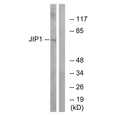 Western Blot - Anti-JIP1 Antibody (B0954) - Antibodies.com