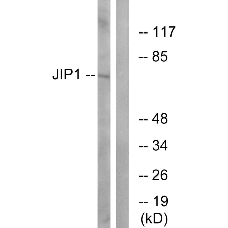 Western Blot - Anti-JIP1 Antibody (B0954) - Antibodies.com