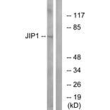 Western Blot - Anti-JIP1 Antibody (B0954) - Antibodies.com