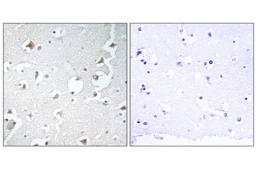 Immunohistochemistry - Anti-JIP1 Antibody (B0954) - Antibodies.com