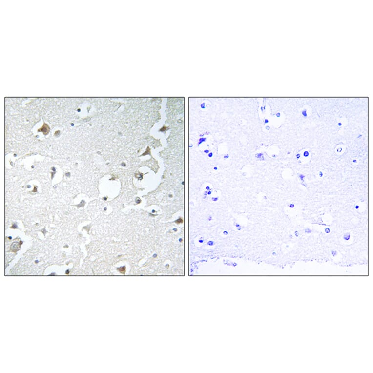 Immunohistochemistry - Anti-JIP1 Antibody (B0954) - Antibodies.com