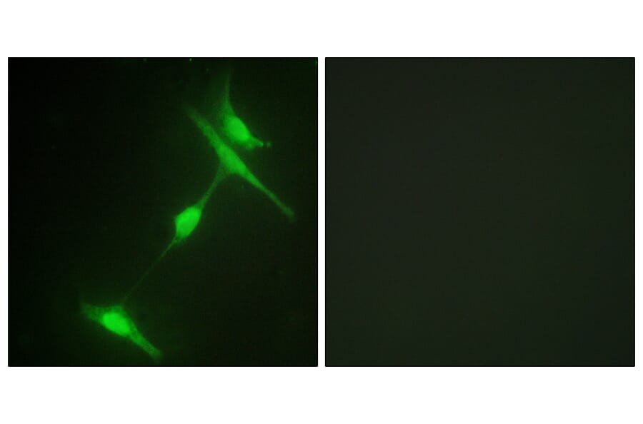 Immunofluorescence - Anti-JIP1 Antibody (B0954) - Antibodies.com