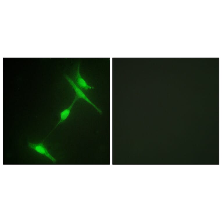 Immunofluorescence - Anti-JIP1 Antibody (B0954) - Antibodies.com