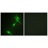 Immunofluorescence - Anti-JIP1 Antibody (B0954) - Antibodies.com