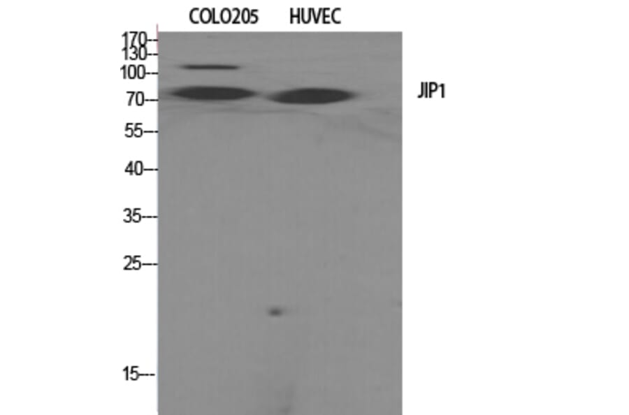 Western Blot - Anti-JIP1 Antibody (B0954) - Antibodies.com