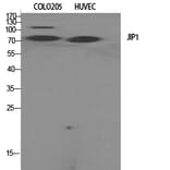 Western Blot - Anti-JIP1 Antibody (B0954) - Antibodies.com