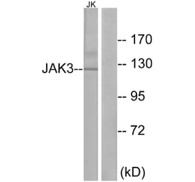 Western Blot - Anti-JAK3 Antibody (B1080) - Antibodies.com
