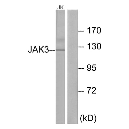 Western Blot - Anti-JAK3 Antibody (B1080) - Antibodies.com
