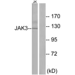Western Blot - Anti-JAK3 Antibody (B1080) - Antibodies.com