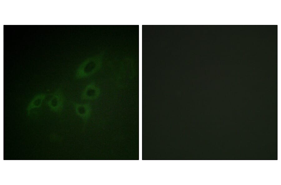 Immunofluorescence - Anti-JAK3 Antibody (B1080) - Antibodies.com