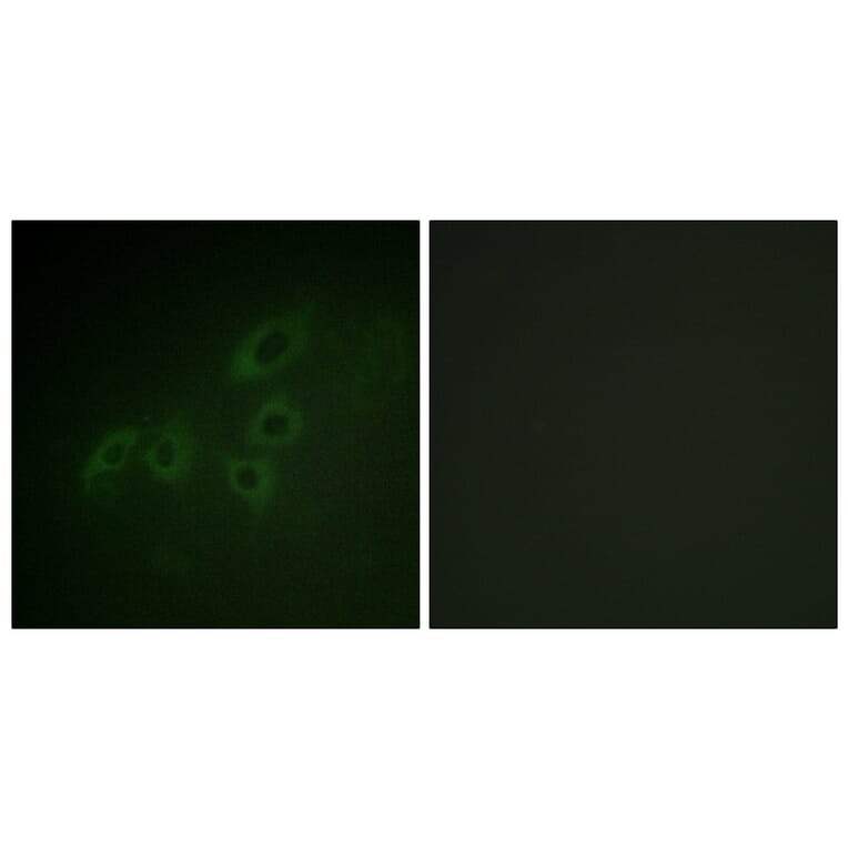 Immunofluorescence - Anti-JAK3 Antibody (B1080) - Antibodies.com