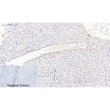 Immunohistochemistry - Anti-JAK3 Antibody (B1080) - Antibodies.com