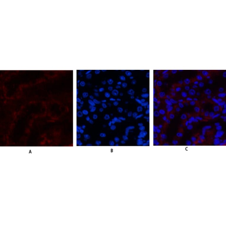 Immunofluorescence - Anti-JAK3 Antibody (B1080) - Antibodies.com