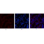 Immunofluorescence - Anti-JAK3 Antibody (B1080) - Antibodies.com