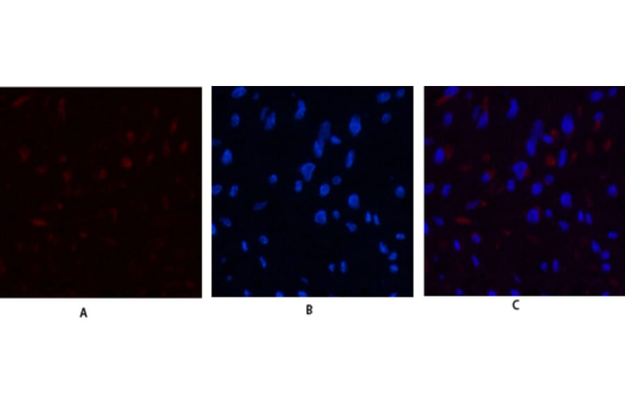Immunofluorescence - Anti-JAK3 Antibody (B1080) - Antibodies.com