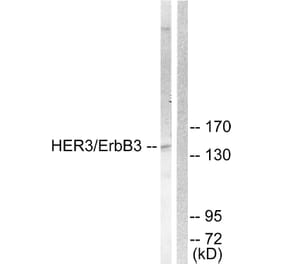 Western Blot - Anti-HER3 Antibody (B0945) - Antibodies.com