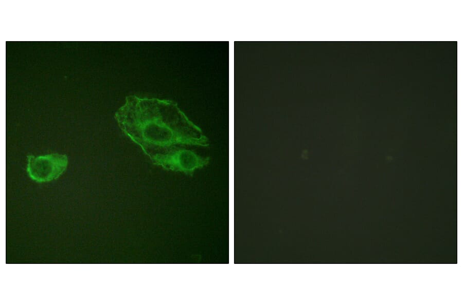 Immunofluorescence - Anti-HER3 Antibody (B0945) - Antibodies.com