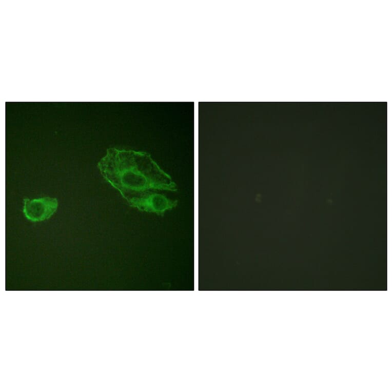 Immunofluorescence - Anti-HER3 Antibody (B0945) - Antibodies.com