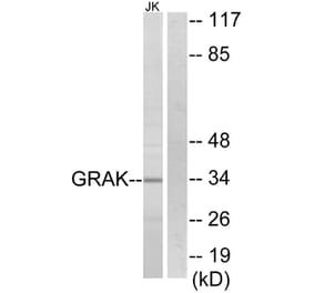 Western Blot - Anti-GRAK Antibody (C13060) - Antibodies.com