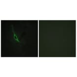 Immunofluorescence - Anti-GRAK Antibody (C13060) - Antibodies.com