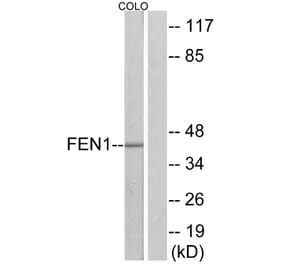 Western Blot - Anti-FEN1 Antibody (C10585) - Antibodies.com