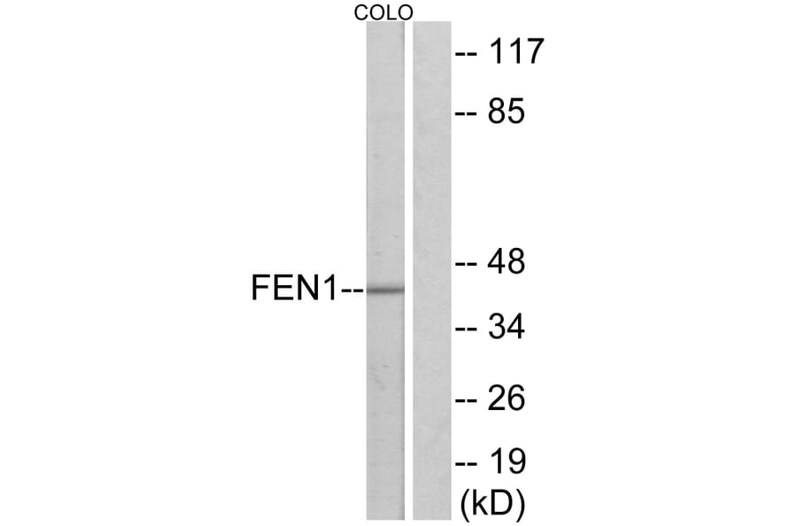 Western Blot - Anti-FEN1 Antibody (C10585) - Antibodies.com